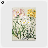 1-1_Native-Flowering-Plants-of-New-Zealand_postcard