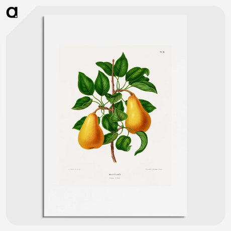 1-1_Nederlandsche-Flora-en-Pomona_picture