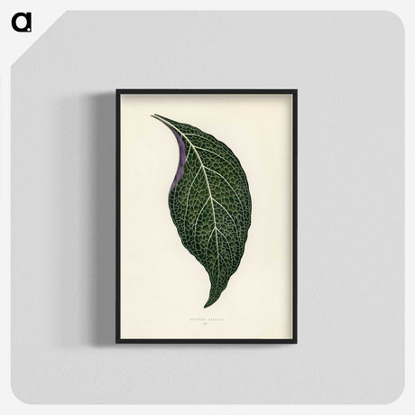 1-1_New-and-Rare-Beautiful-Leaved-Plants_blk-crop