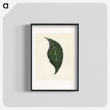 1-1_New-and-Rare-Beautiful-Leaved-Plants_blk