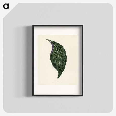 1-1_New-and-Rare-Beautiful-Leaved-Plants_blk