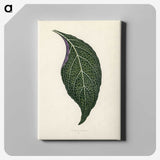1-1_New-and-Rare-Beautiful-Leaved-Plants_canvas