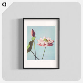 アートポスター-Lotus Flowers - 小川 一正 Poster.