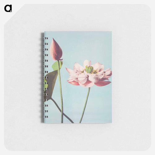 Lotus Flowers - Kazumasa Ogawa Memo.