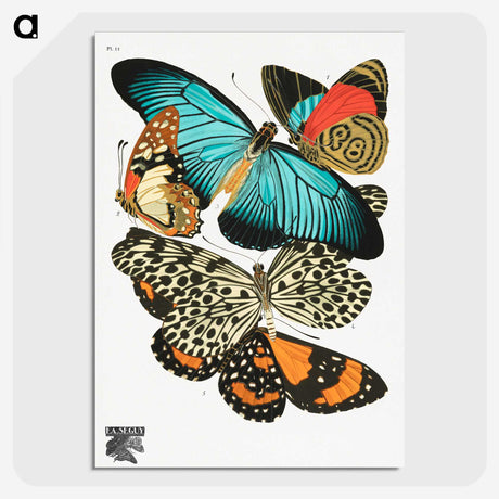 1-1_Papillons_picture-crop