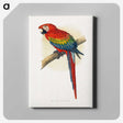 1-1_Parrots-in-Captivity_canvas