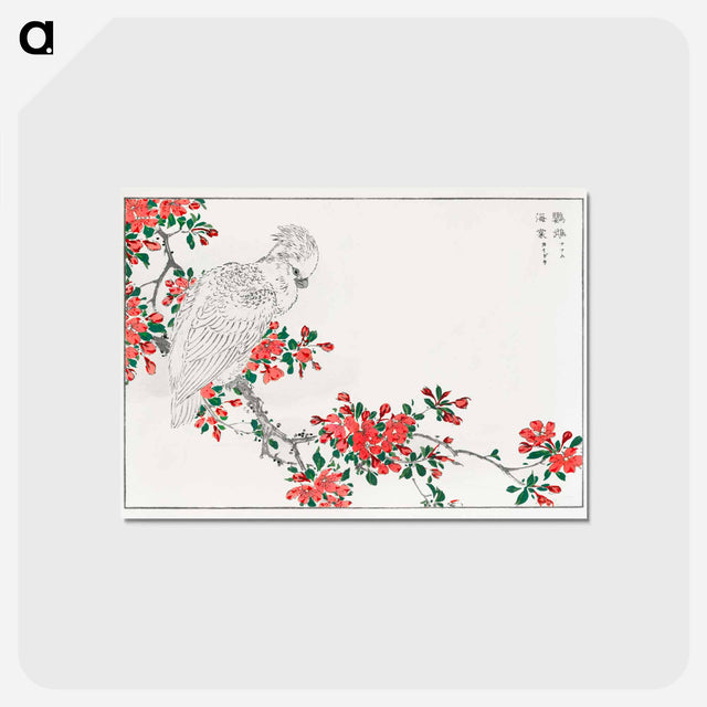 アートポストカード-Parrot and Pyrus spectabilis
 - 鳥類図鑑 Postcard.