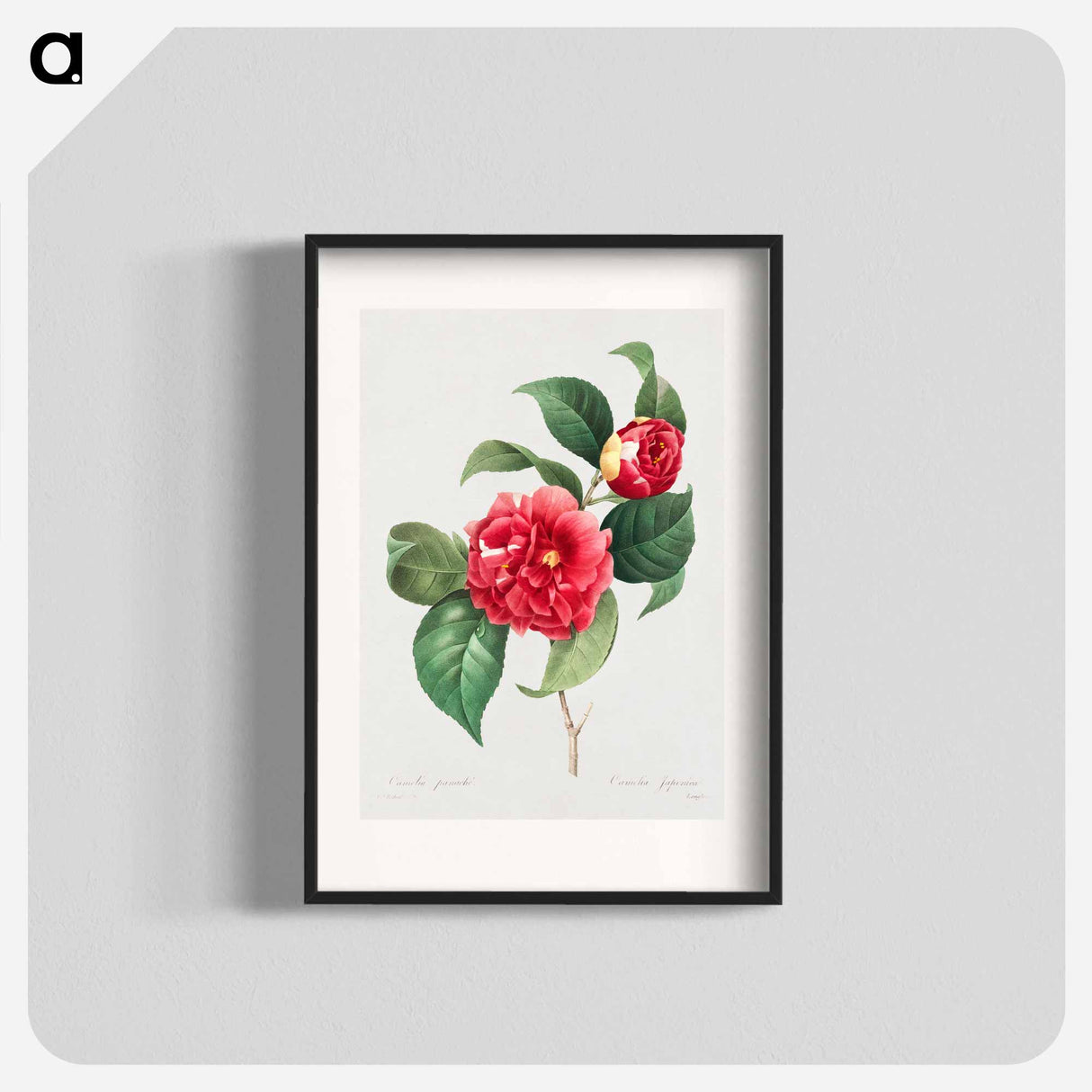Choice of more beautiful flowers: and more beautiful fruits - Pierre Joseph Redouté Poster.