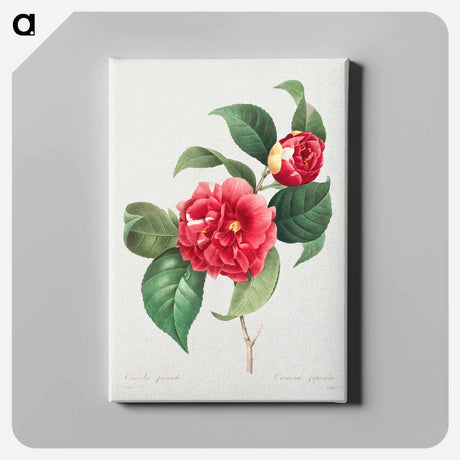 アートパネル-Choix des plus belles fleurs :et des plus beaux fruits - ピエール ジョゼフ ルドゥーテ Canvas.