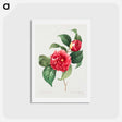 アートポストカード-Choix des plus belles fleurs :et des plus beaux fruits - ピエール ジョゼフ ルドゥーテ Postcard.