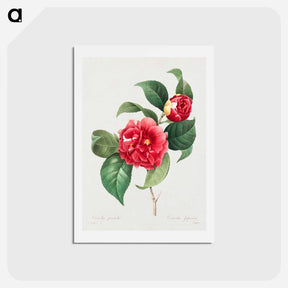 アートポストカード-Choix des plus belles fleurs :et des plus beaux fruits - ピエール ジョゼフ ルドゥーテ Postcard.