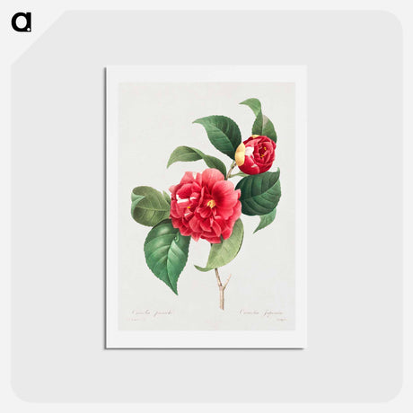 アートポストカード-Choix des plus belles fleurs :et des plus beaux fruits - ピエール ジョゼフ ルドゥーテ Postcard.