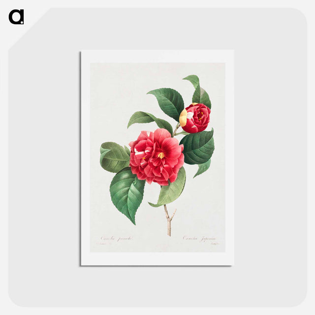 アートポストカード-Choix des plus belles fleurs :et des plus beaux fruits - ピエール ジョゼフ ルドゥーテ Postcard.