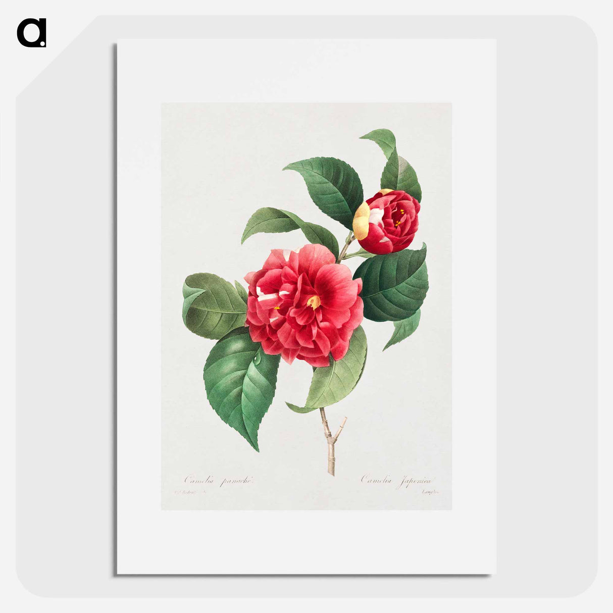 Choice of more beautiful flowers: and more beautiful fruits - Pierre Joseph Redouté Poster.