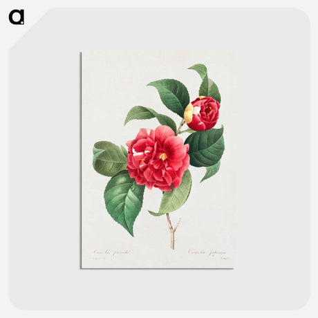 アートポストカード-Choix des plus belles fleurs :et des plus beaux fruits - ピエール ジョゼフ ルドゥーテ Postcard.