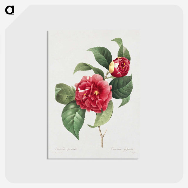 1-1_Pierre-Joseph-Redoute_postcard