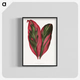 1-1_Plants-with-Colored-Foliage_blk-crop