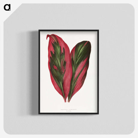 1-1_Plants-with-Colored-Foliage_blk-crop