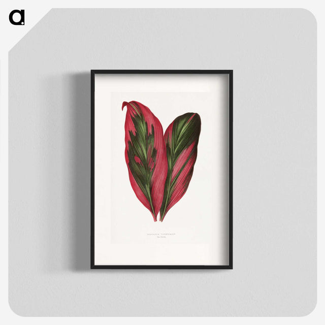1-1_Plants-with-Colored-Foliage_blk