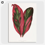1-1_Plants-with-Colored-Foliage_picture-crop