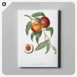 1-1_Pomona-Italiana_canvas
