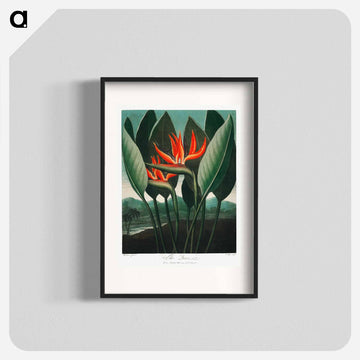 The Queen–Plant from The Temple of Flora
 - ロバート ジョン ソーントン Poster.