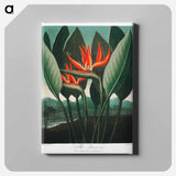 アートパネル-The Queen–Plant from The Temple of Flora
 - ロバート ジョン ソーントン Canvas.