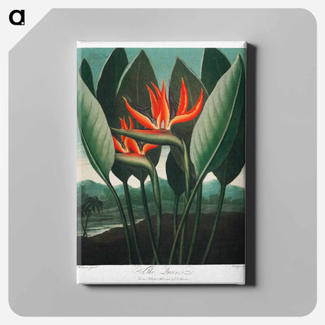 アートパネル-The Queen–Plant from The Temple of Flora
 - ロバート ジョン ソーントン Canvas.