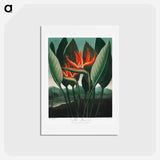 アートポストカード-The Queen–Plant from The Temple of Flora
 - ロバート ジョン ソーントン Postcard.