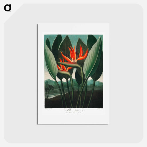 The Queen–Plant from The Temple of Flora
 - Robert John Thornton Postcard.