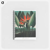 アートメモ帳-The Queen–Plant from The Temple of Flora
 - ロバート ジョン ソーントン Memo.