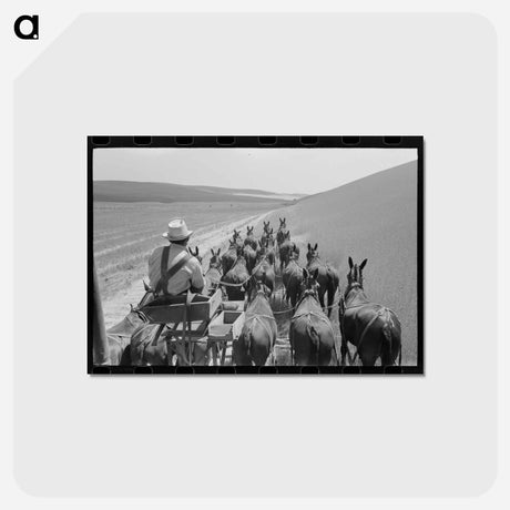 アートポストカード-Walla Walla Wheat Harvest
 - ラッセル リー Postcard.