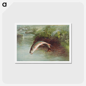 アートポストカード-Leaping Brook Trout
 - サミュエル キルボーン Postcard.