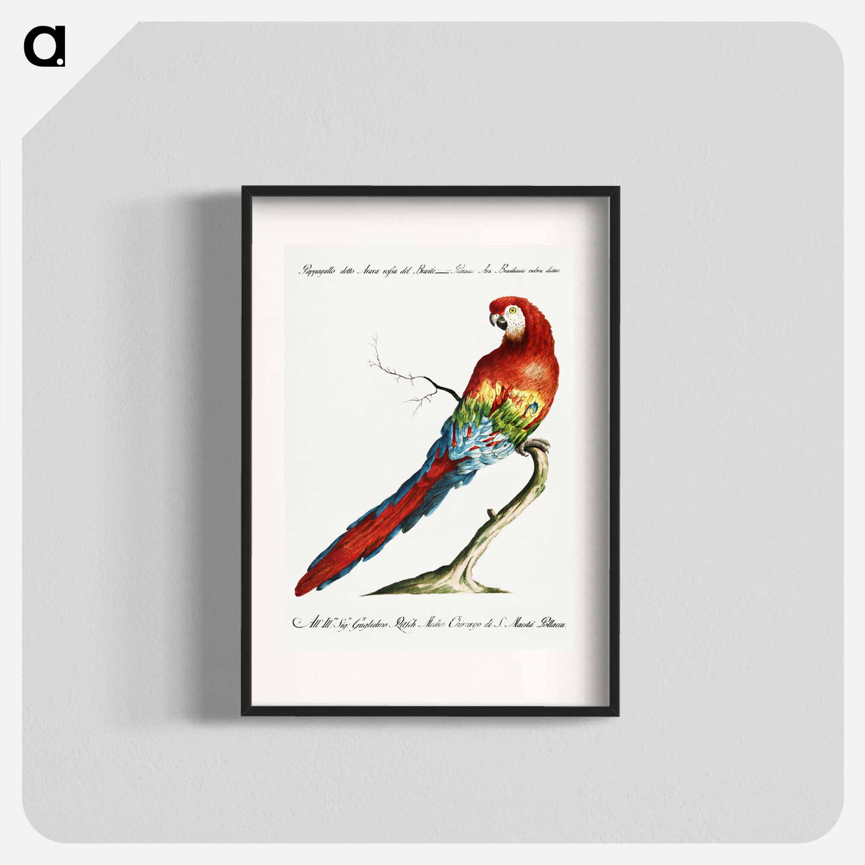 Macaw
 - サヴェリオ マネッティ Poster.