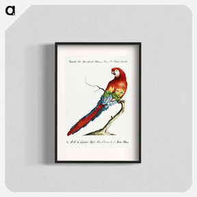 アートポスター-Macaw
 - サヴェリオ マネッティ Poster.