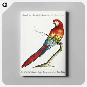 アートパネル-Macaw
 - サヴェリオ マネッティ Canvas.