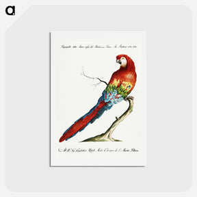 アートポストカード-Macaw
 - サヴェリオ マネッティ Postcard.