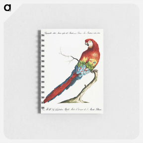 アートメモ帳-Macaw
 - サヴェリオ マネッティ Memo.