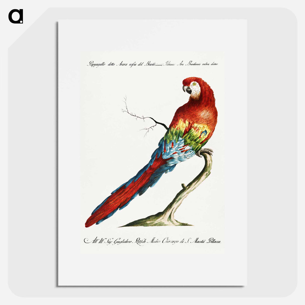 Macaw
 - サヴェリオ マネッティ Poster.
