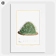 1-1_Stirpes-Novae_picture