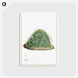 1-1_Stirpes-Novae_postcard
