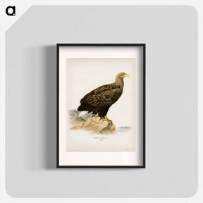 アートポスター-White-tailed Eagle
 - スヴェンスカ フォグラル Poster.