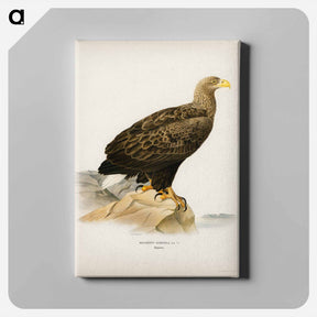 アートパネル-White-tailed Eagle
 - スヴェンスカ フォグラル Canvas.