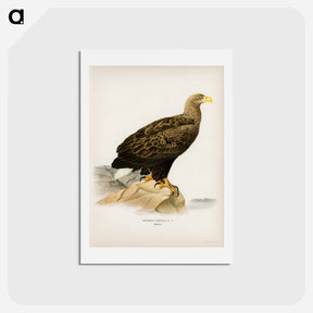アートポストカード-White-tailed Eagle
 - スヴェンスカ フォグラル Postcard.