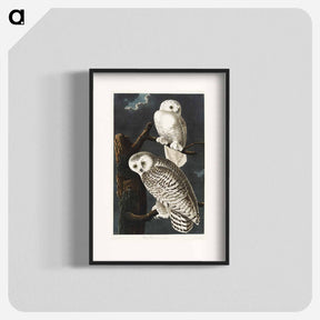 アートポスター-Snowy Owl from Birds of America
 - アメリカの鳥たち Poster.