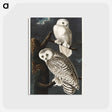 アートポストカード-Snowy Owl from Birds of America
 - アメリカの鳥たち Postcard.
