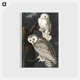 アートポストカード-Snowy Owl from Birds of America
 - アメリカの鳥たち Postcard.