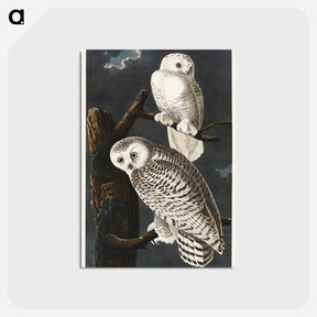 アートポストカード-Snowy Owl from Birds of America
 - アメリカの鳥たち Postcard.