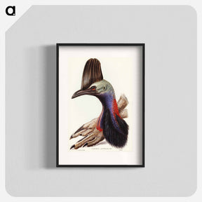 アートポスター-Australian Cassowary
 - オーストラリアの鳥 Poster.