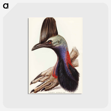アートポストカード-Australian Cassowary
 - オーストラリアの鳥 Postcard.
